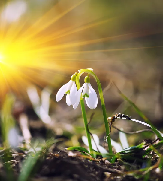 Fiori di bucaneve primaverili che sbocciano nella giornata di sole — Foto Stock