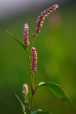 Bir redshank (Persicaria maculosa çiçekleri)