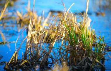 Kıyı reed ada bahar