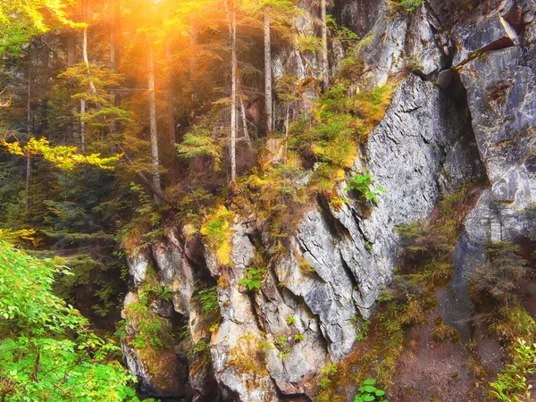 Les s borovicemi a mechu na skalách — Stock fotografie