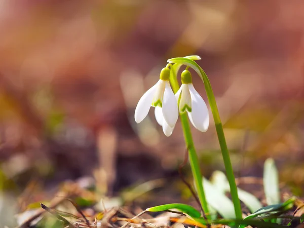 Spring snowdrop flowers blooming in sunny day — Stock Photo, Image