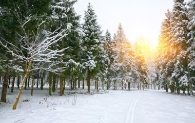 Karla kaplı ağaçlarla kaplı güzel kış manzarası