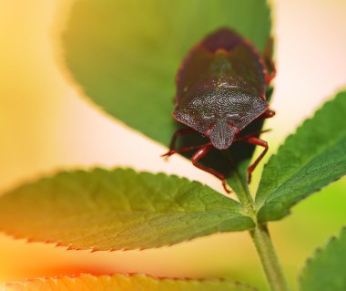 Kalkan hata veya koku hata