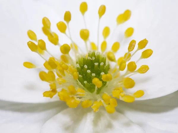 Anemon çiçeği bahar çiçek — Stok fotoğraf