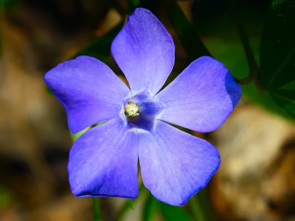 Blue periwinkle flower — Stock Photo, Image