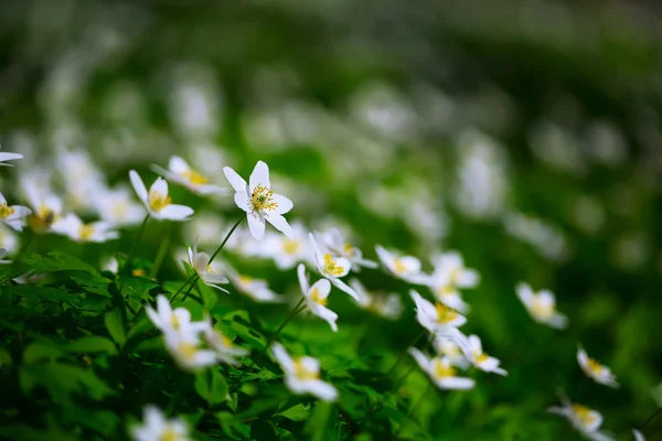 흰색 네모 꽃 봄에서 숲에 야생에서 성장 — 스톡 사진