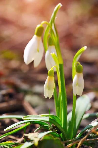 Flores de nieve de primavera floreciendo en un día soleado — Foto de Stock