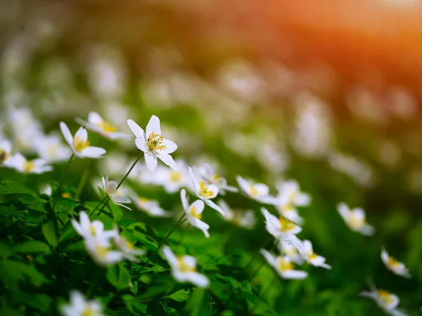 흰색 네모 꽃 봄에서 숲에 야생에서 성장 — 스톡 사진