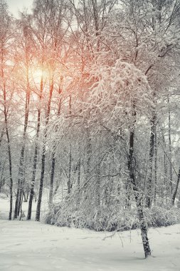 Kış orman ağaçları ve kat kar ile gün batımında