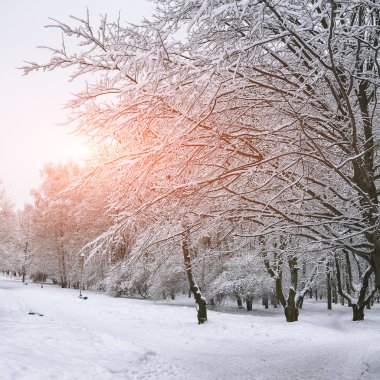 Karla kaplı ağaçlar ve şehir Park banklar