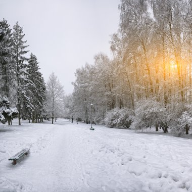 Karla kaplı ağaçlar ve şehir Park banklar
