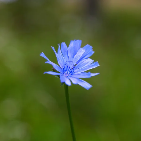 Pojedynczy cykorii niebieski kwiat — Zdjęcie stockowe
