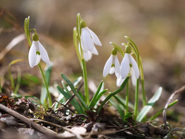 Spring snowdrop flowers blooming in sunny day — Stock Photo, Image