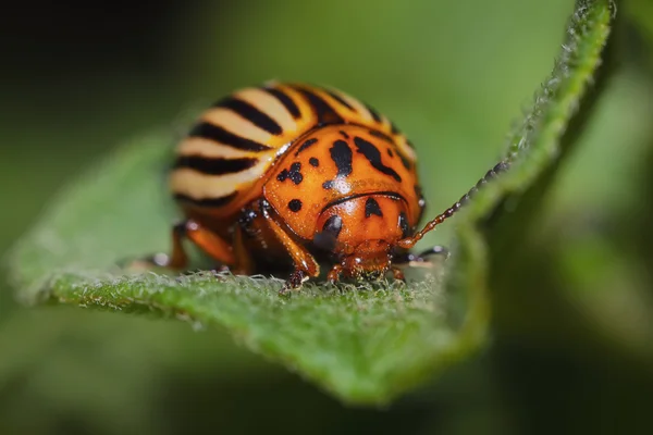 Chrząszcz ziemniaczany z Kolorado (Leptinotarsa decemlineata) — Zdjęcie stockowe