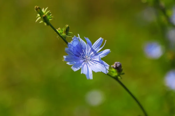 单一的蓝色菊苣花 — 图库照片