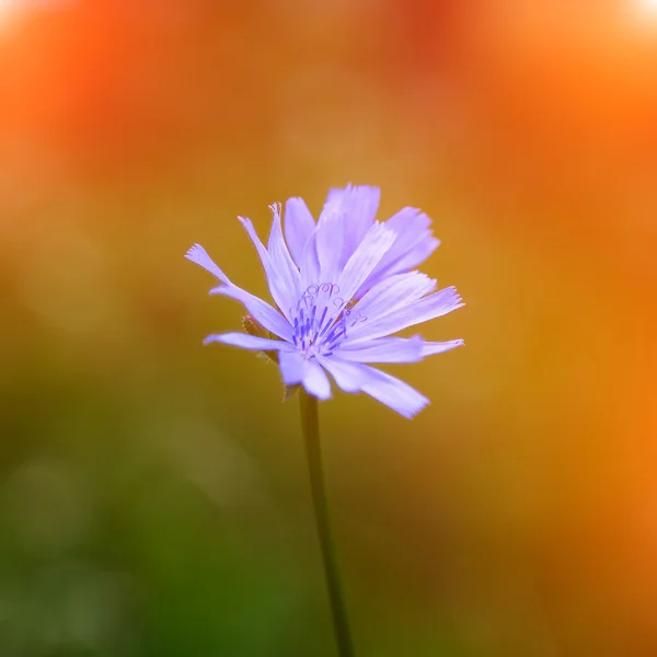 Pojedynczy cykorii niebieski kwiat — Zdjęcie stockowe