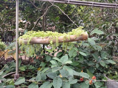 Çocuk İdaresi, Maharashtra, Hindistan