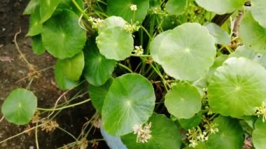 Ormandaki Asya madeni para bitkisi, tıbbi ağaç, homeopati, bitkisel ilaç, Çin para santrali, tarlalarda, yol kenarlarında yetişen yabani bitkiler, eski alternatif tedaviler.