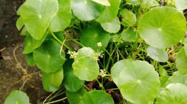 Ormandaki Asya madeni para bitkisi, tıbbi ağaç, homeopati, bitkisel ilaç, Çin para santrali, tarlalarda, yol kenarlarında yetişen yabani bitkiler, eski alternatif tedaviler.