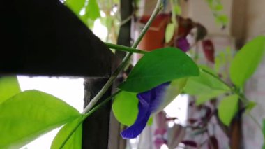 Bahçeden rahatlama şarjörü. Yoga, meditasyon, arka plan, giriş, canlı duvar kağıdı vs. için doğa sahnesi