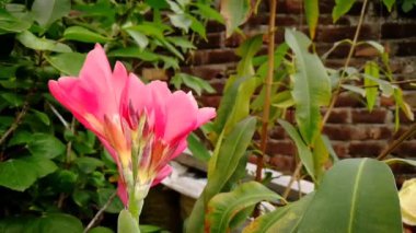 Bahçeden rahatlama şarjörü. Yoga, meditasyon, arka plan, giriş, canlı duvar kağıdı vs. için doğa sahnesi