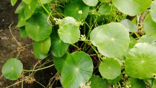 Plante Monnaie Asiatique Dans Jungle Arbre Médicinal Homéopathie Phytothérapie Plante — Video