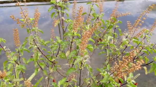 Asiatisk Myntväxt Djungeln Medicinalträd Homeopati Örtmedicin Kinesisk Penningväxt Vild Växt — Stockvideo