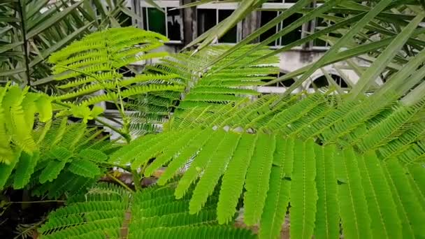 Pianta Asiatica Moneta Nella Giungla Albero Medicinale Omeopatia Erboristeria Pianta — Video Stock