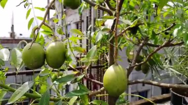 Bahçeden rahatlama şarjörü. Yoga, meditasyon, arka plan, giriş, canlı duvar kağıdı vs. için doğa sahnesi