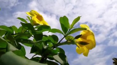 Bahçeden rahatlama şarjörü. Yoga, meditasyon, arka plan, giriş, canlı duvar kağıdı vs. için doğa sahnesi
