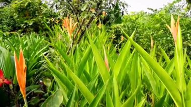 Bahçeden rahatlama şarjörü. Yoga, meditasyon, arka plan, giriş, canlı duvar kağıdı vs. için doğa sahnesi