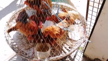 Tavuk çiftliğindeki tavuklar. Tavuk büyük protein kaynağıdır.