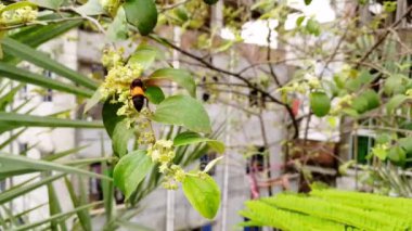 Bahçeden rahatlama şarjörü. Yoga, meditasyon, arka plan, giriş, canlı duvar kağıdı vs. için doğa sahnesi