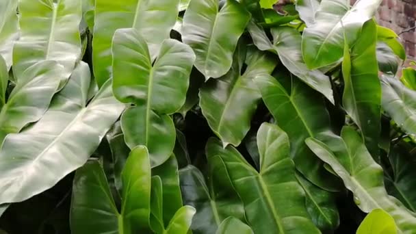 Asian Coin Plant Jungle Medicinal Tree Homeopathy Herbal Medicine Chinese — Stock Video