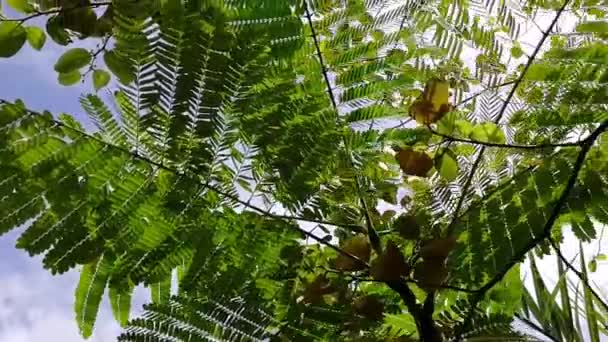 Pianta Asiatica Moneta Nella Giungla Albero Medicinale Omeopatia Erboristeria Pianta — Video Stock