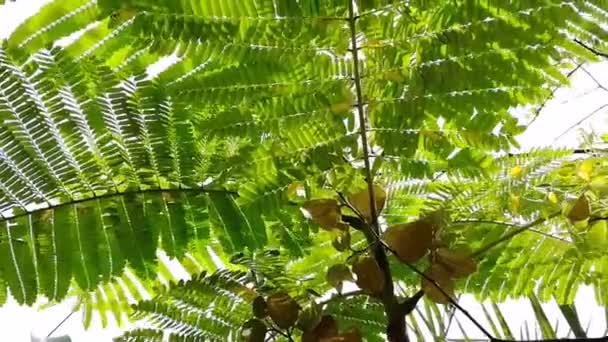 Planta Moneda Asiática Selva Árbol Medicinal Homeopatía Medicina Herbal Planta — Vídeo de stock