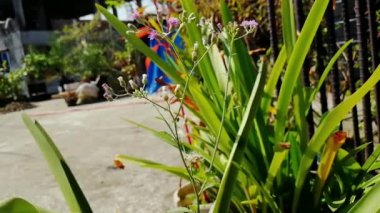 Ormandaki Asya madeni para bitkisi, tıbbi ağaç, homeopati, bitkisel ilaç, Çin para santrali, tarlalarda, yol kenarlarında yetişen yabani bitkiler, eski alternatif tedaviler.