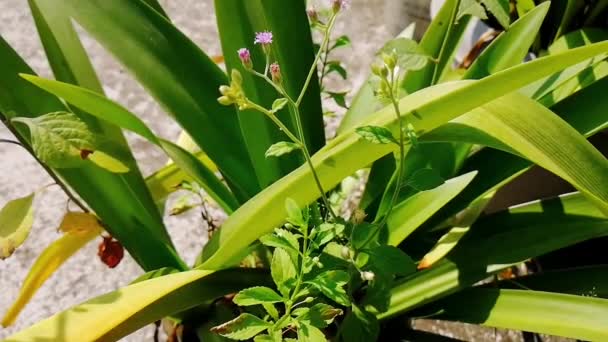 Planta Moneda Asiática Selva Árbol Medicinal Homeopatía Medicina Herbal Planta — Vídeo de stock