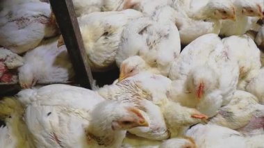 Tavuk çiftliğindeki tavuklar. Tavuk büyük protein kaynağıdır.
