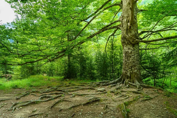 Μεγάλο Δέντρο Στο Δάσος Ρίζες Στο Έδαφος Και Μακριά Κλαδιά — Φωτογραφία Αρχείου