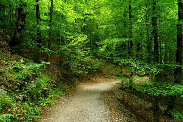 Donkergroen Landschap Met Pad Tussen Grote Bomen Met Schaduwen Lichtjes — Stockfoto