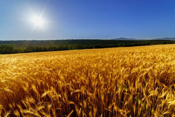 Landscape Agriculture Countryside Cereals Sun Blue Sky Riaza — Stock Photo, Image