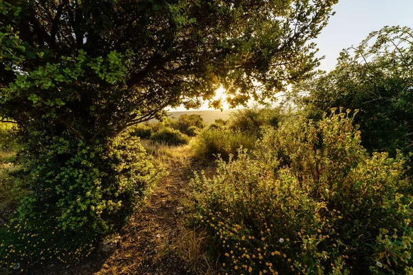 Paesaggio Piante Verdi All Alba Nel Campo Selvatico Riaza — Foto Stock