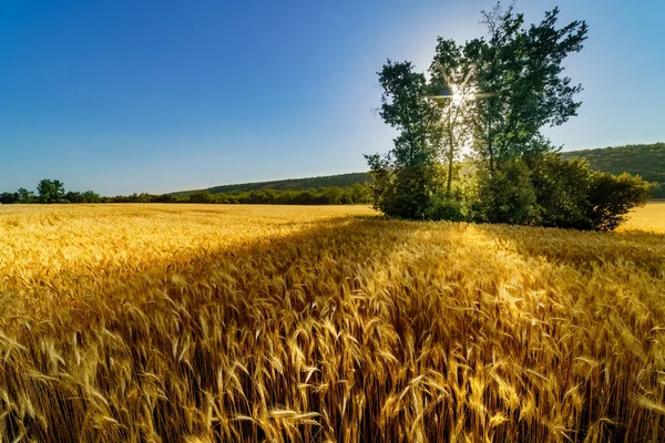 Landscape Field Planted Cereals Shade Trees Sun Rays Riaza — Stock Photo, Image