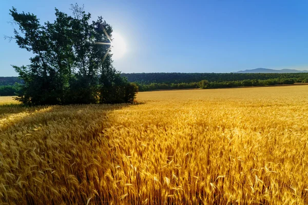 Landscape Field Planted Cereals Shade Trees Sun Rays — Stock Photo, Image