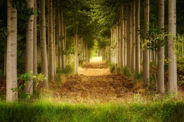 Groen Landschap Van Bomen Perspectief Die Een Tunnel Van Vegetatie — Stockfoto