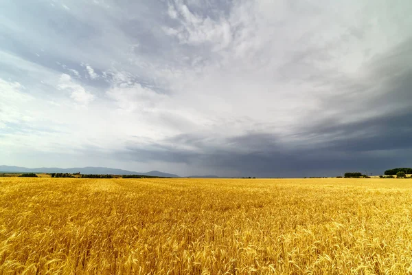 Cereal Farming Spike Field Cloudy Storm Sky — Stock Photo, Image