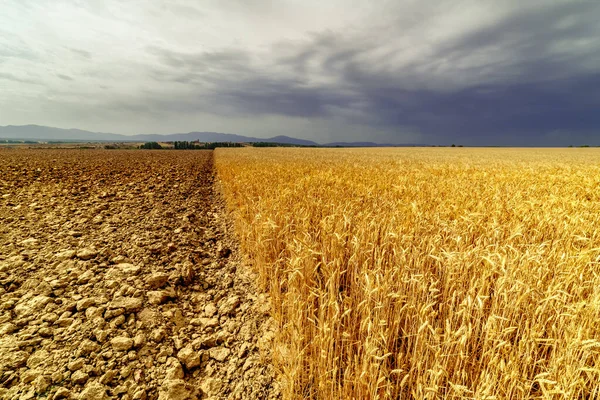 Landscape Cereal Field Rough Unseeded Land Dramatic Stormy Sky — Stock Photo, Image