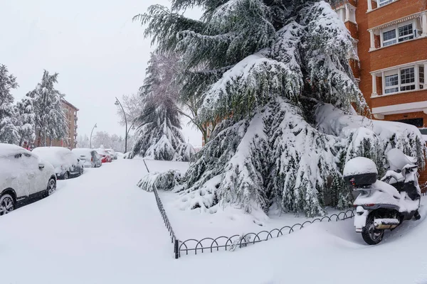 大雪覆盖的松树在马德里的街道上被雪暴菲洛梅娜覆盖 Spai — 图库照片