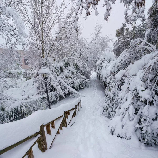 雪景在马德里的一个公园由于暴风雪菲洛米娜 Spai — 图库照片